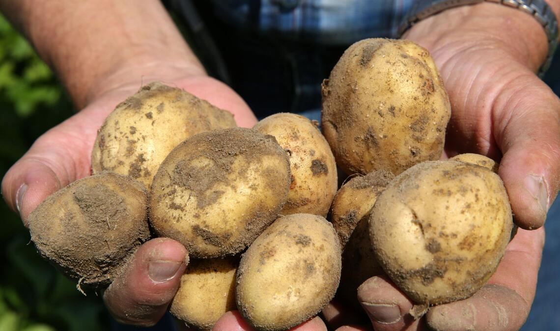 In Baden-Württemberg wird auf weniger Fläche Kartoffelanbau betrieben (Symbolfoto).