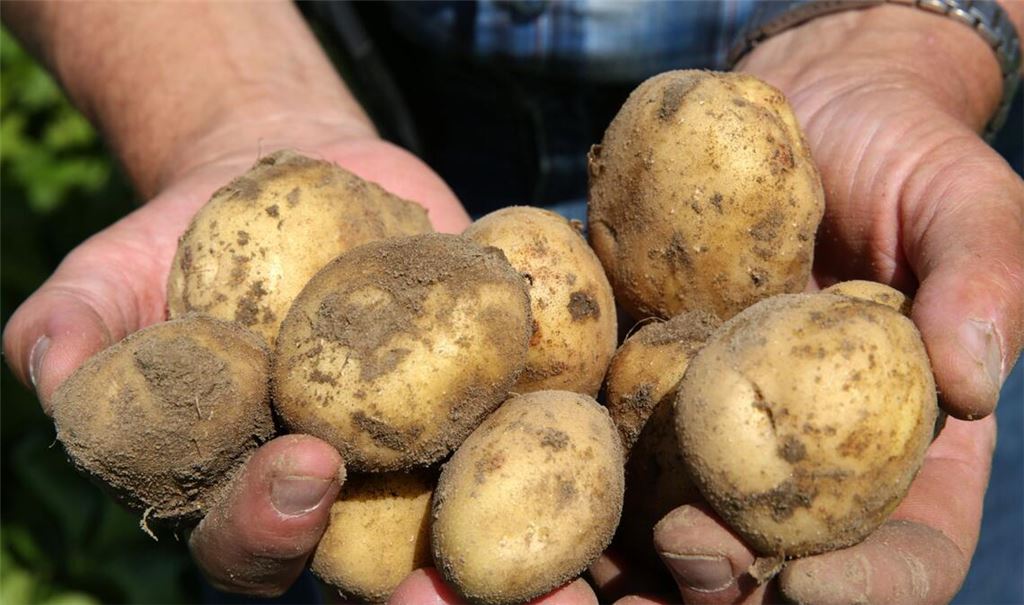 In Baden-Württemberg wird auf weniger Fläche Kartoffelanbau betrieben (Symbolfoto).
