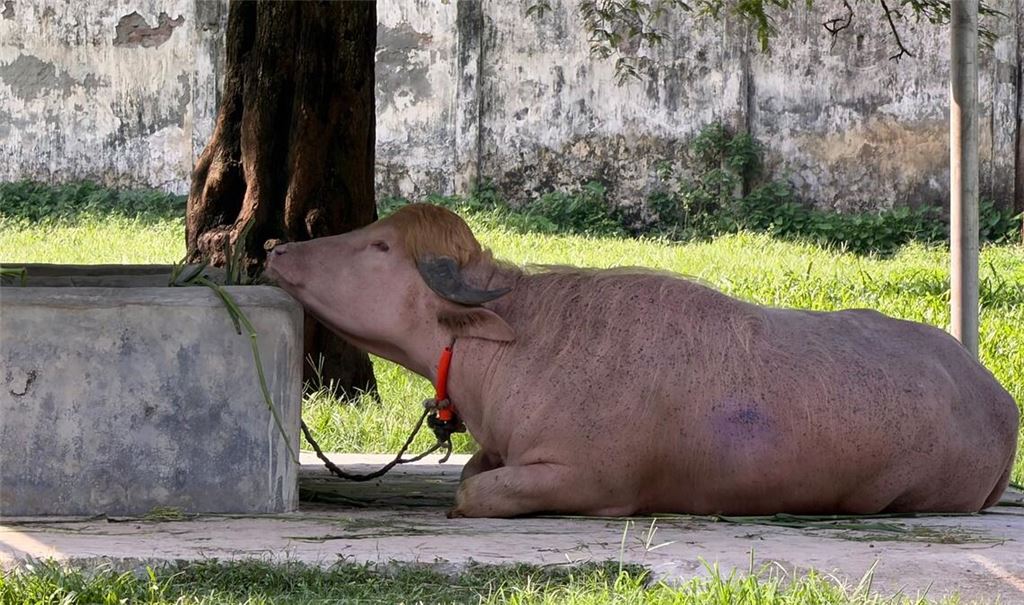 In Bangladesch wird ein Albino-Büffel durch seine blonde Haartolle zum Internet-Star - und in letzter Minute gerettet.