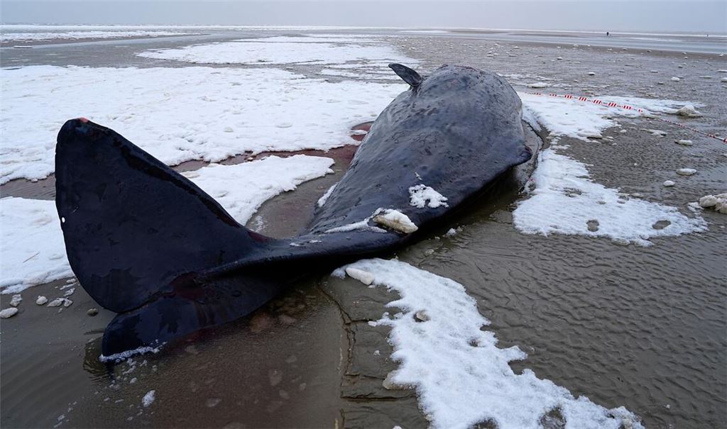 In Dänemark sind mehrere Wale gestrandet.