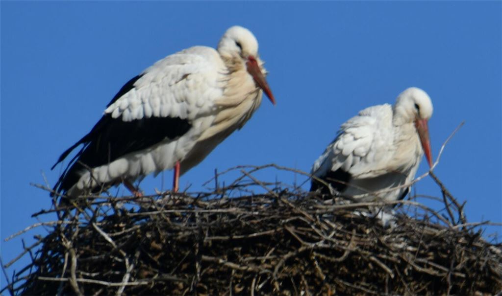 In Dürrmenz gelandet.  Foto: Bosch