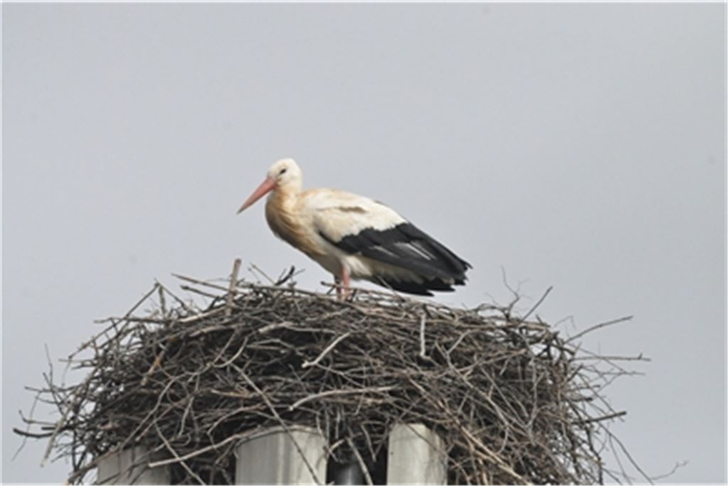 In Dürrmenz ist ein Storch gesichtet worden. Seine Identität wird nun abgeklärt. Foto: privat