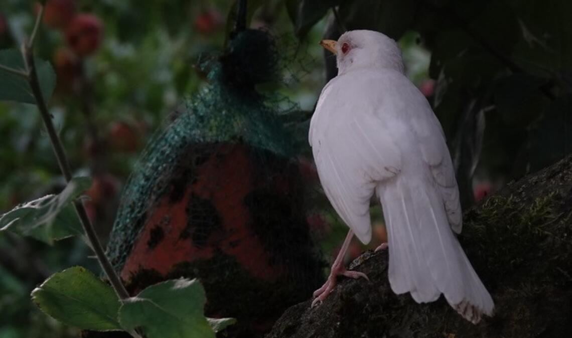 In Dürrn aufgetaucht: Eine weiße Amsel, was eine seltene Laune der Natur ist. Foto: privat