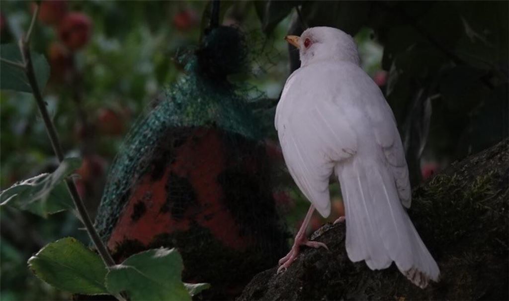 In Dürrn aufgetaucht: Eine weiße Amsel, was eine seltene Laune der Natur ist. Foto: privat