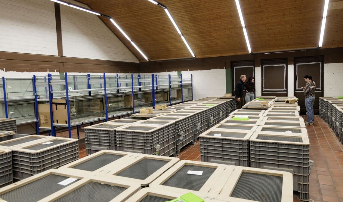 In Großboxen werden im NRW-Artenschutzzentrum in Metelen rund 160 Feldhamster für die Zucht gehalten.