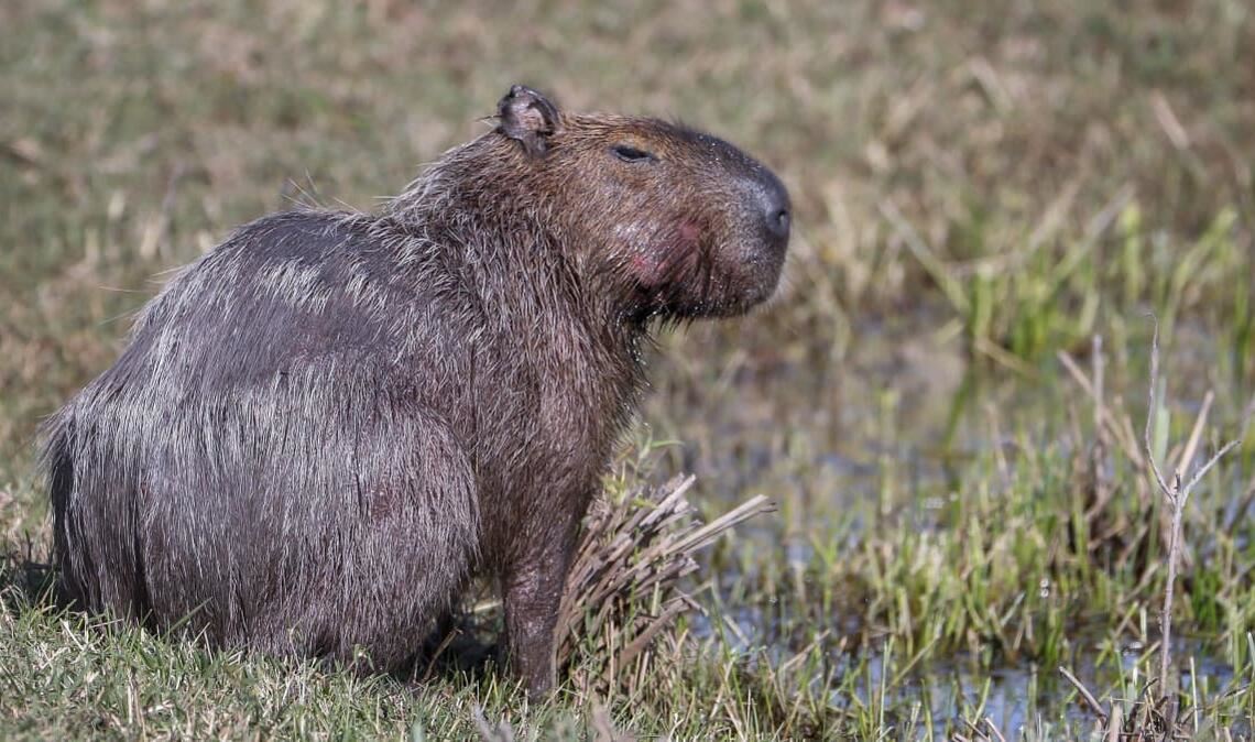 In Großbritannien denkt eine Capybara-Dame gar nicht an die Rückkehr in den Zoo. (Symbolbild)