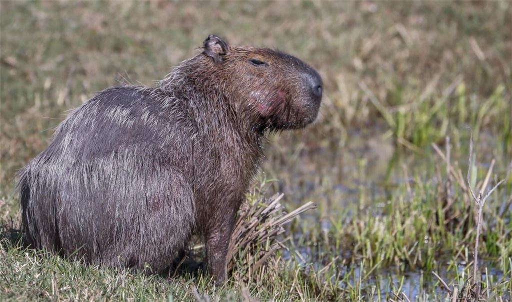 In Großbritannien denkt eine Capybara-Dame gar nicht an die Rückkehr in den Zoo. (Symbolbild)