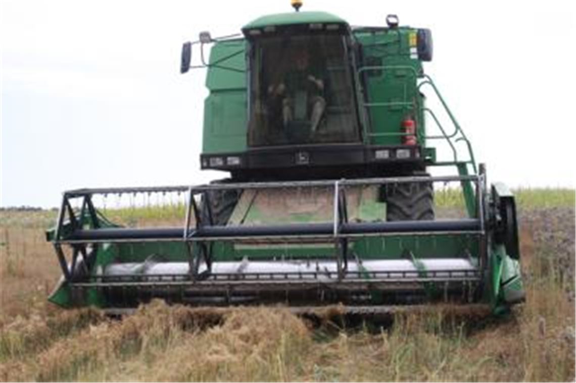 In Iptingen beginnt die erste Ernte von ökologisch angebauten Leinsamen. Bio-Bauer Frank Bäuerle sieht seine berufliche Zukunft auch in Nischenprodukten.
Foto: Franz
