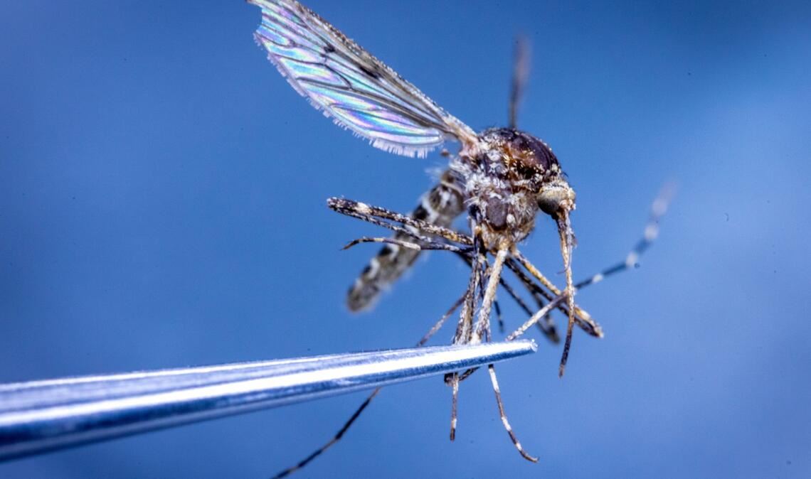 In Island wurden erstmals Stechmücken entdeckt. (Illustration)