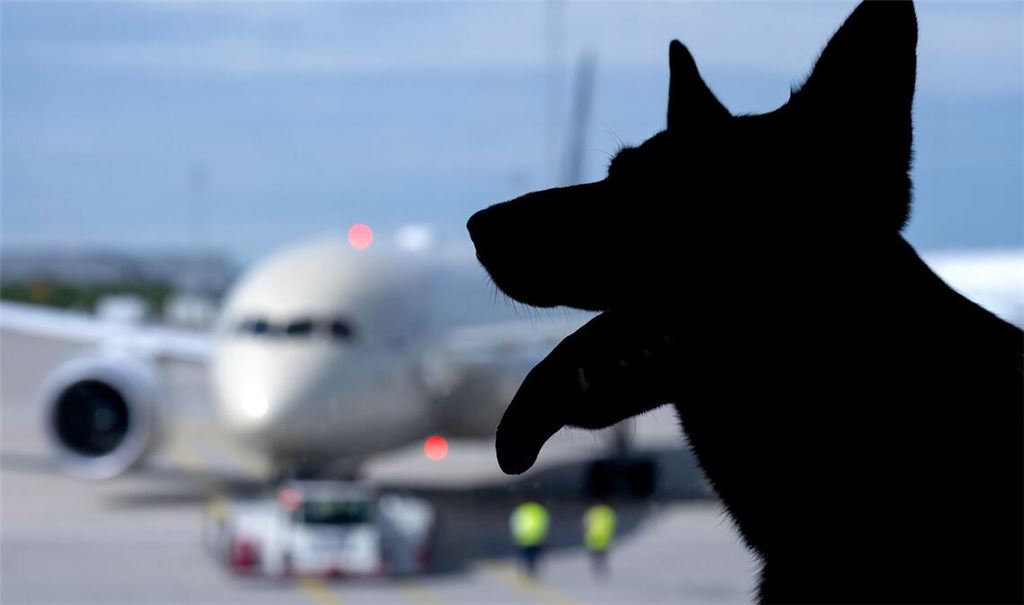 In Italien sind große Hunde an Bord von Flugzeugen nun erlaubt. (Symbolbild)