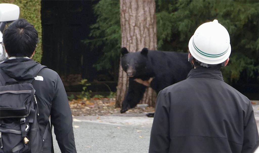 In Japan kommt es seit Jahren vermehrt zu gefährlichen Begegnungen zwischen Bären und Menschen. So wie hier in der Präfektur Iwate. In Fukushima hat nun ein Schwarzbär mehrere Menschen angegriffen. (Archivbild)