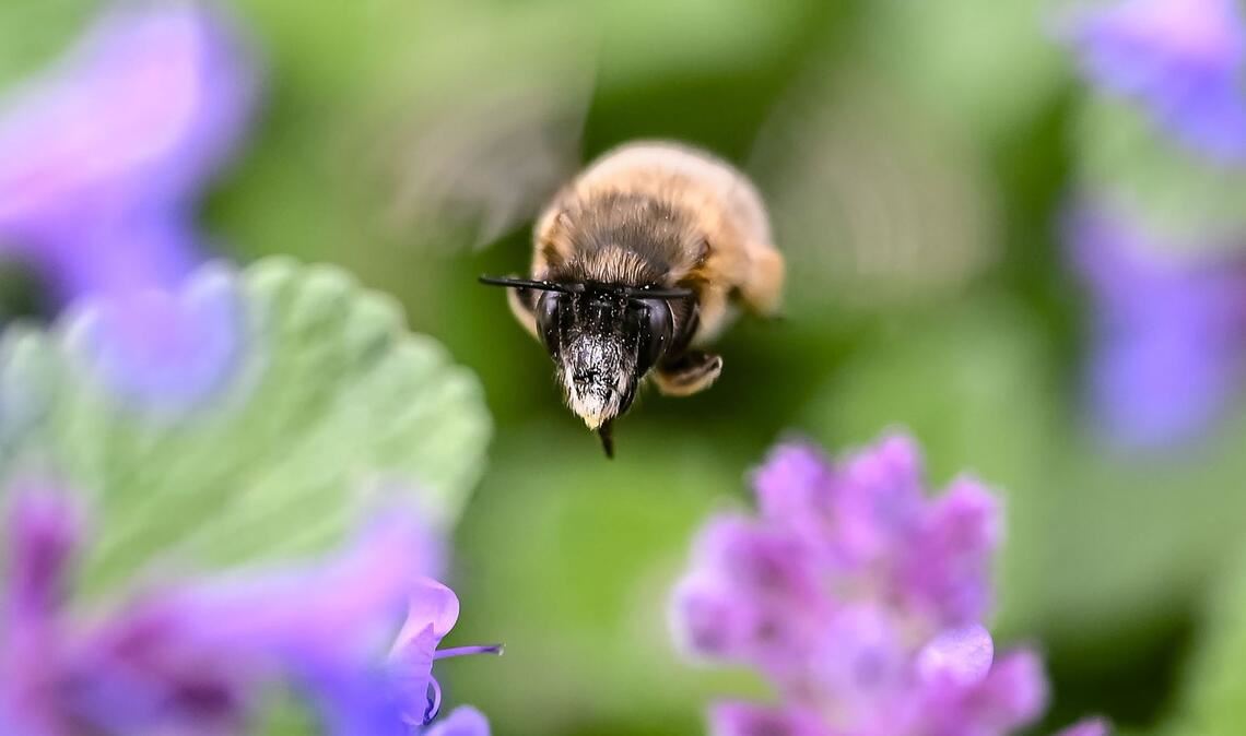 In Karlsruhe fliegt eine Hummel zwischen Blumenblüten umher.