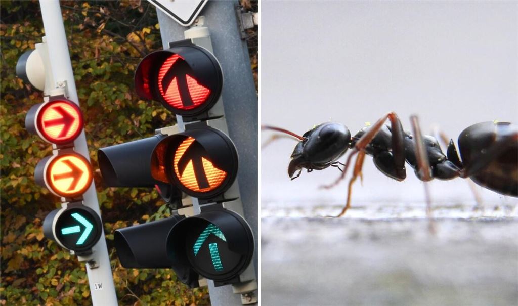 In Karlsruhe funktionierten in diesem Monat an vier Tagen eine Ampel nicht richtig. Schuld waren Ameisen (Symbolbild).