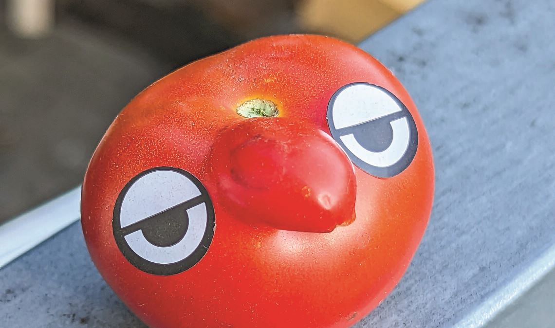 In Kleinvillars geerntet: Tomate zeigt Gesicht.Foto: Svenja Kümpel