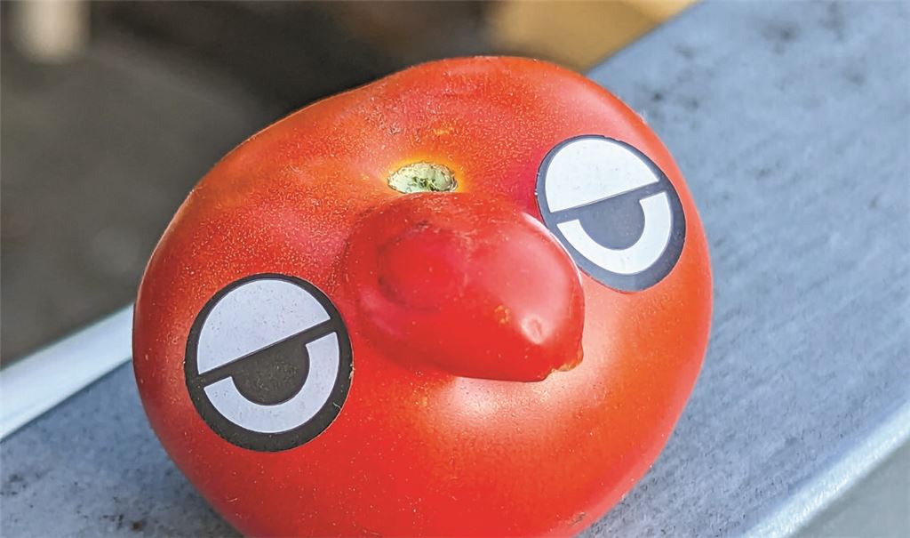 In Kleinvillars geerntet: Tomate zeigt Gesicht.Foto: Svenja Kümpel