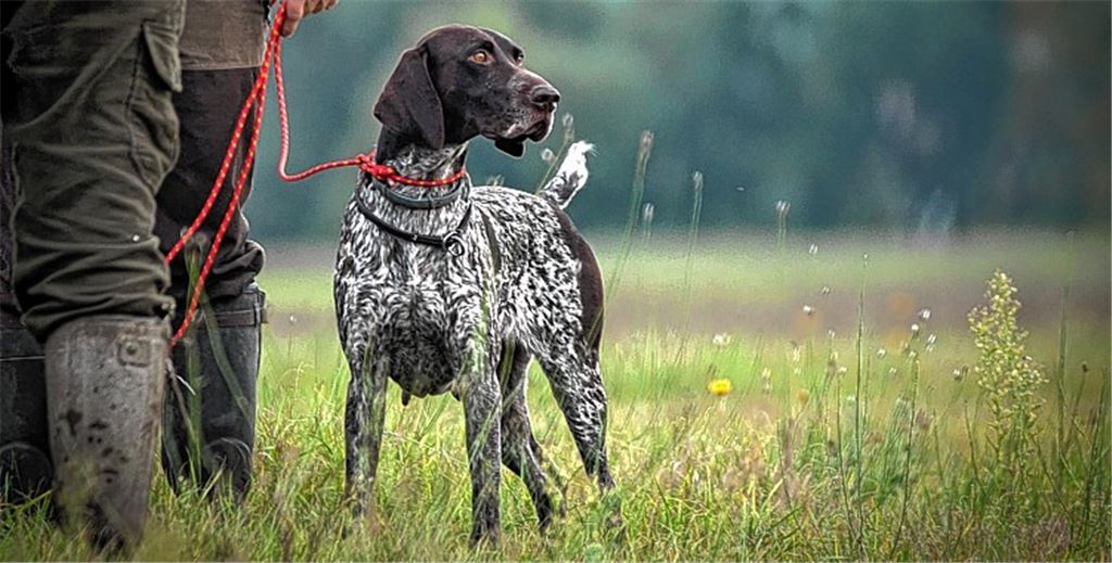 Rat entlastet Jagdhundebesitzer