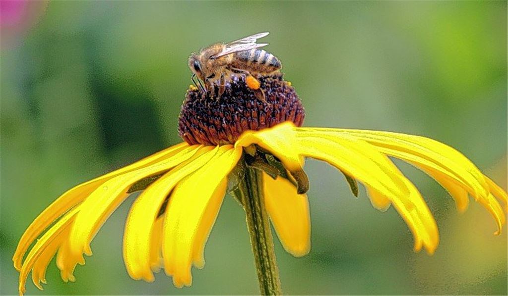Rasenmähen lässt Insekten hungern