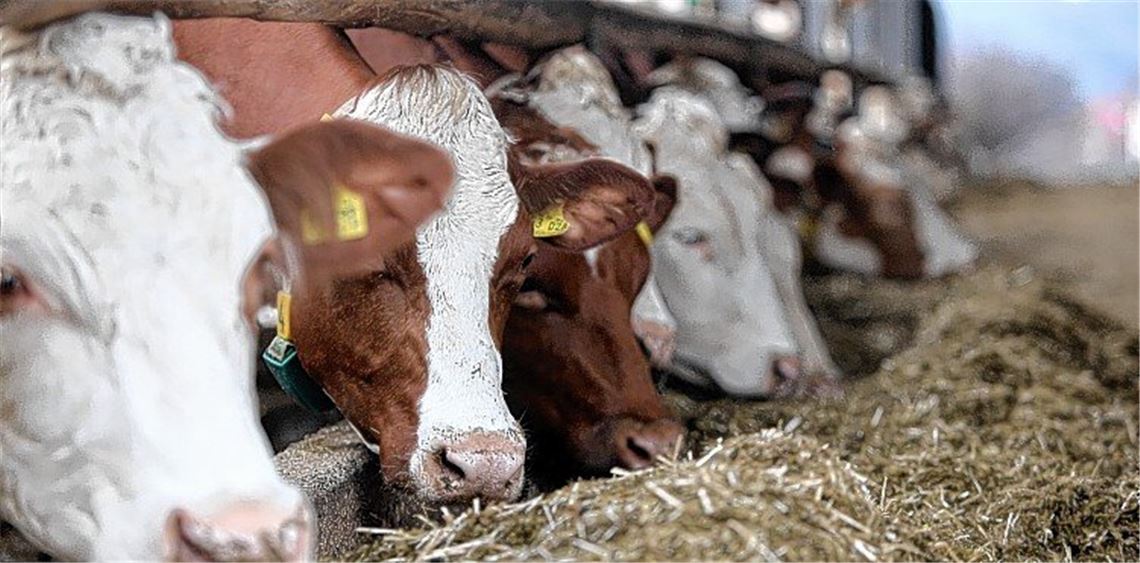 Bio und Region miteinander verbinden