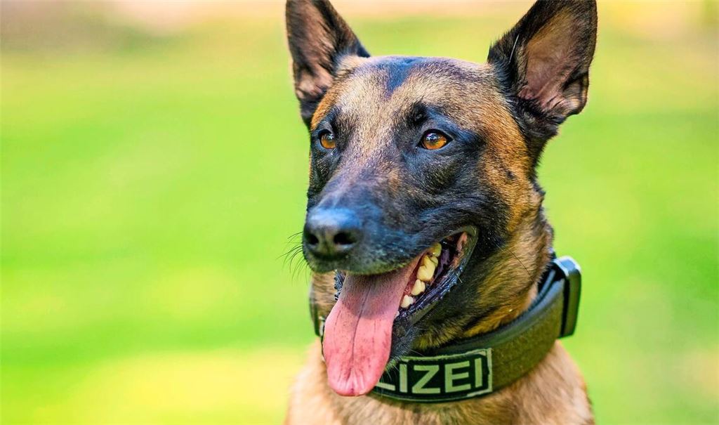 In Mülheim an der Ruhr ist ein Neunjähriger durch den Biss eines Polizeihundes verletzt worden. Das Bild zeigt nicht den in den Vorfall involvierten Hund (Symbolfoto).