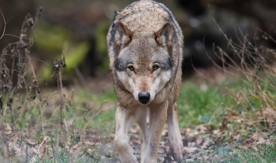 In Niedersachsen leben mehr als 500 Wölfe. (Symbolbild)