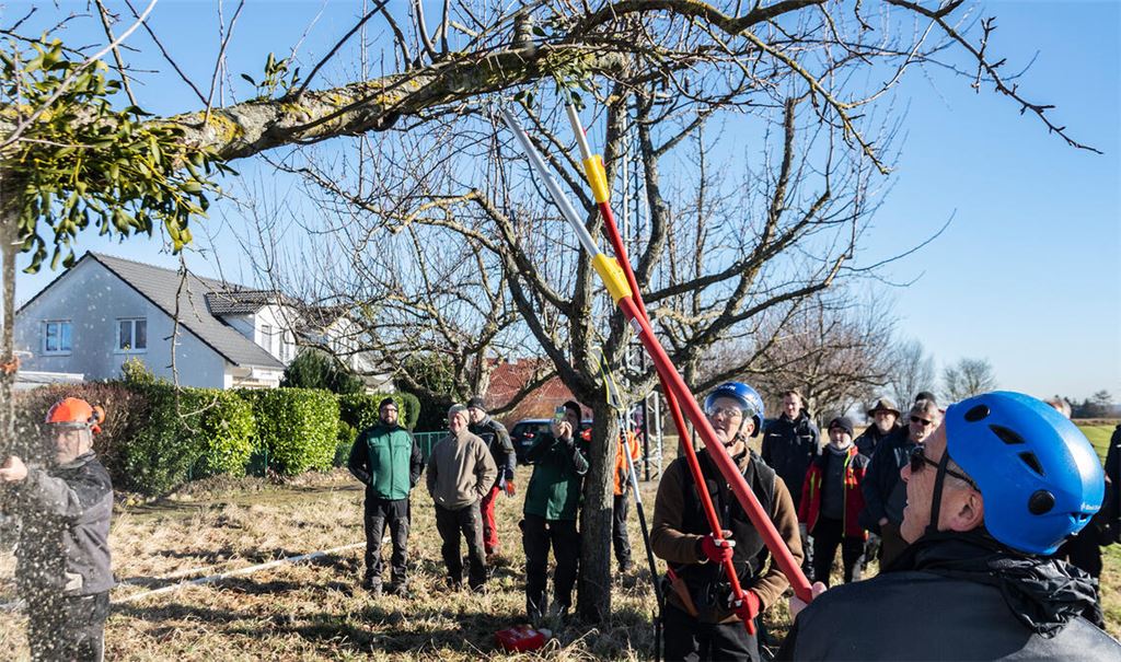 In Ölbronn-Dürrn müssen wegen der Mistel nur wenige Bäume komplett gefällt werden. Viele Stämme können stehen bleiben und sich wieder erholen. Dennoch ist einiges zu tun: Die Teams werden rund 90 Prozent der 200 befallenen Bäume bearbeiten. Fotos: Fotomoment