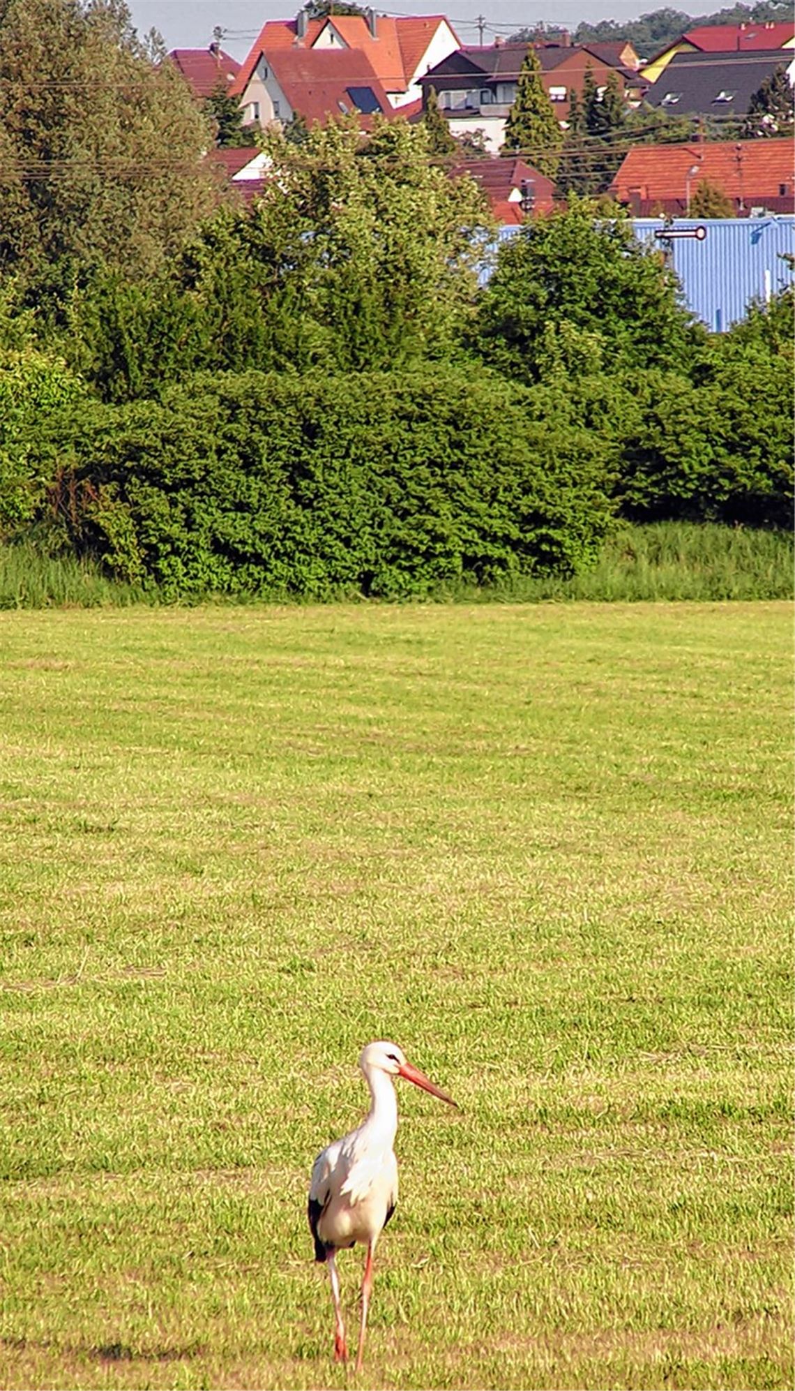 In Ötisheim, wo die Gemeinde die Lebensbedingungen für den Storch aktiv verbessert, haben Exemplare zumindest schon zum Sondieren der Gegend Station gemacht.