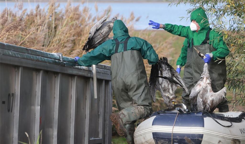 In Ostdeutschland werden derzeit vermehrt tote Kraniche gefunden. Sie sind Opfer der gefürchteten Vogelgrippe geworden. (Archivbild)