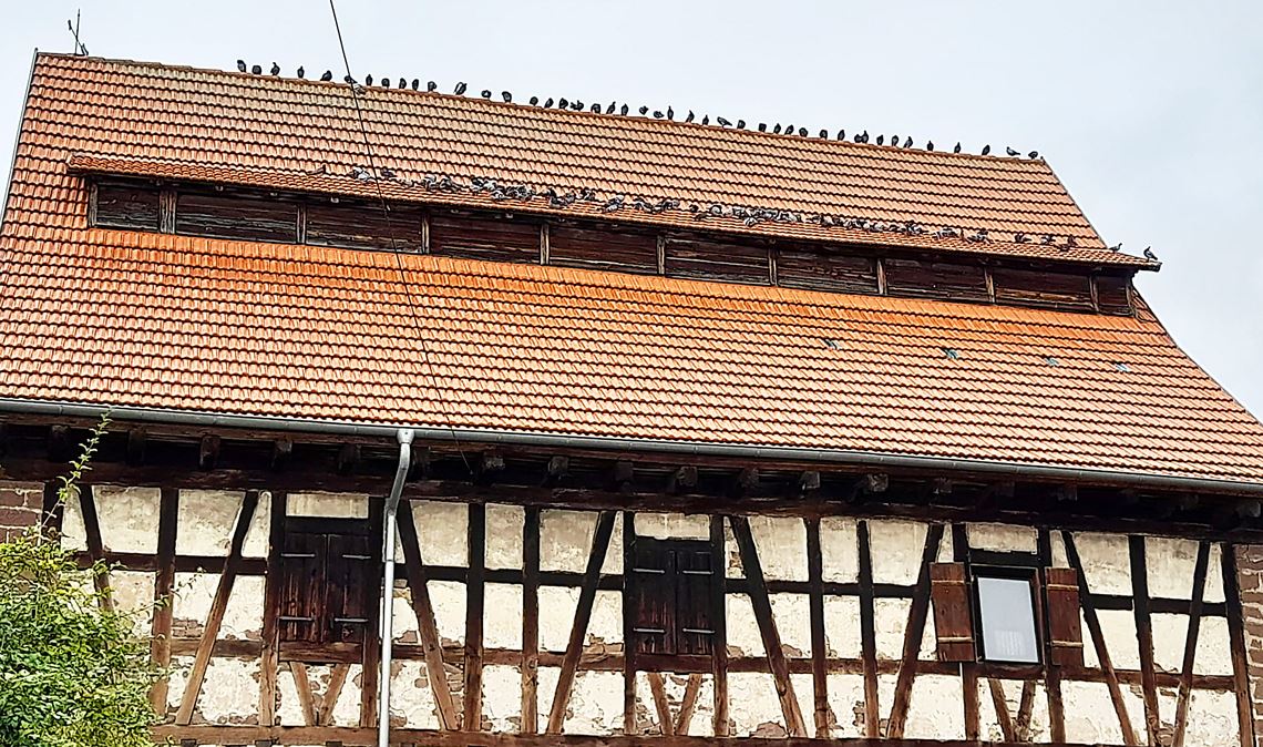 In Reih und Glied: Momentaufnahme aus der Knittlinger Straße in Lienzingen. Foto: privat