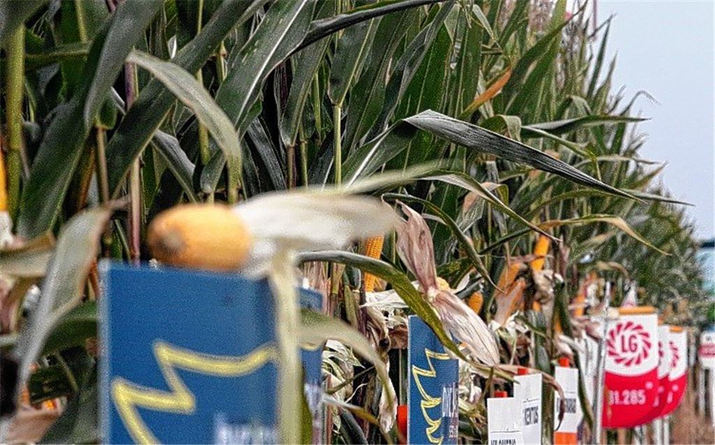 Beim Mais zählen die inneren Werte