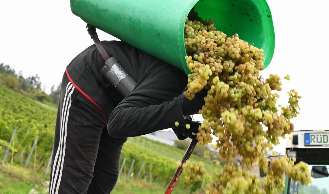 In Rheinhessen sind nach Schätzung des Deutschen Weininstituts 23 Prozent weniger Hektorliter Weinmost als im Durchschnitt geerntet worden. (Archivbild)