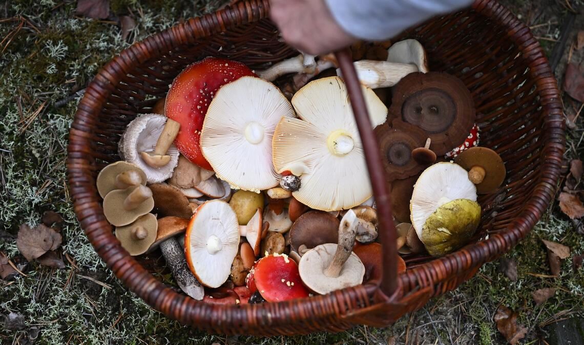 In Schmids Korb landen nicht nur essbare Pilze.