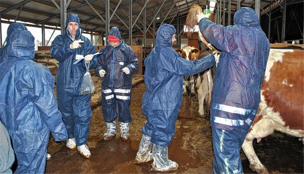 In Schutzkleidung nehmen Experten den Rindern Blut ab, um ein mögliches Seuchenvirus nachweisen zu können. Rechtes Bild: Ein Fahrzeug muss durch die Desinfektionsschleuse. 