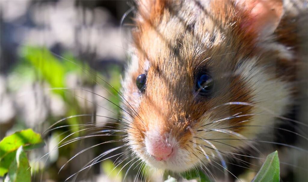 In Shenzhen sollen Hamster in einem Spielautomaten feilgeboten worden sein. (Archivbild)