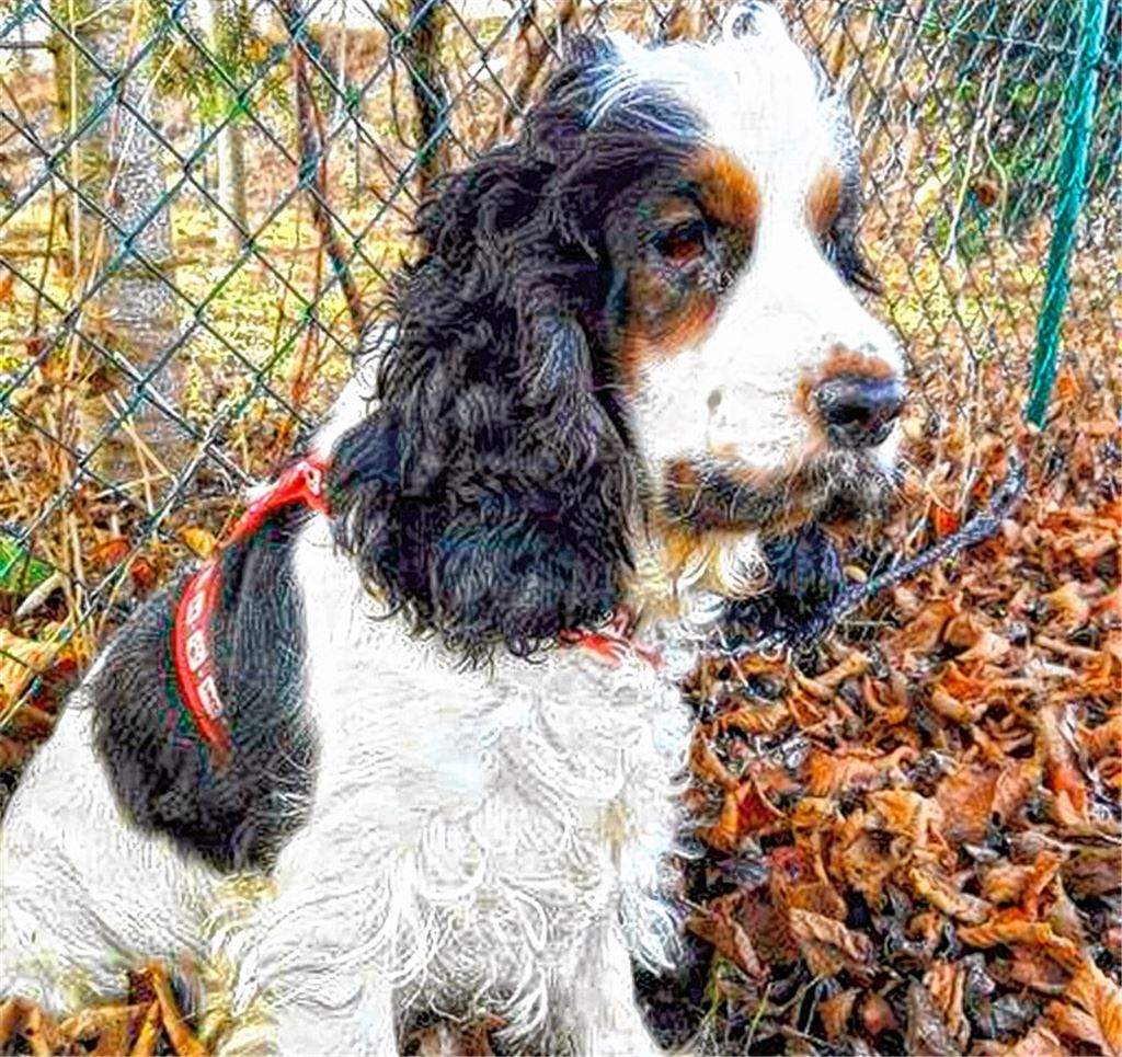 Herrenlose Hündin: Halter meldet sich nicht