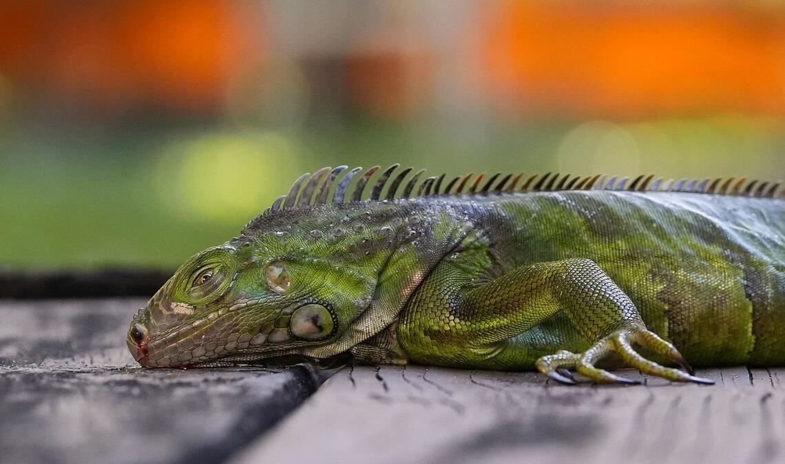 In Südflorida gelten die Tiere als Plage. (Archivfoto)