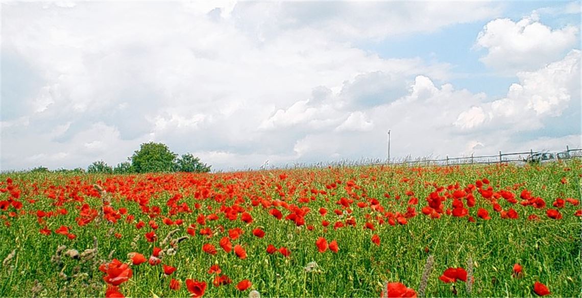 In bedrohter Gesellschaft