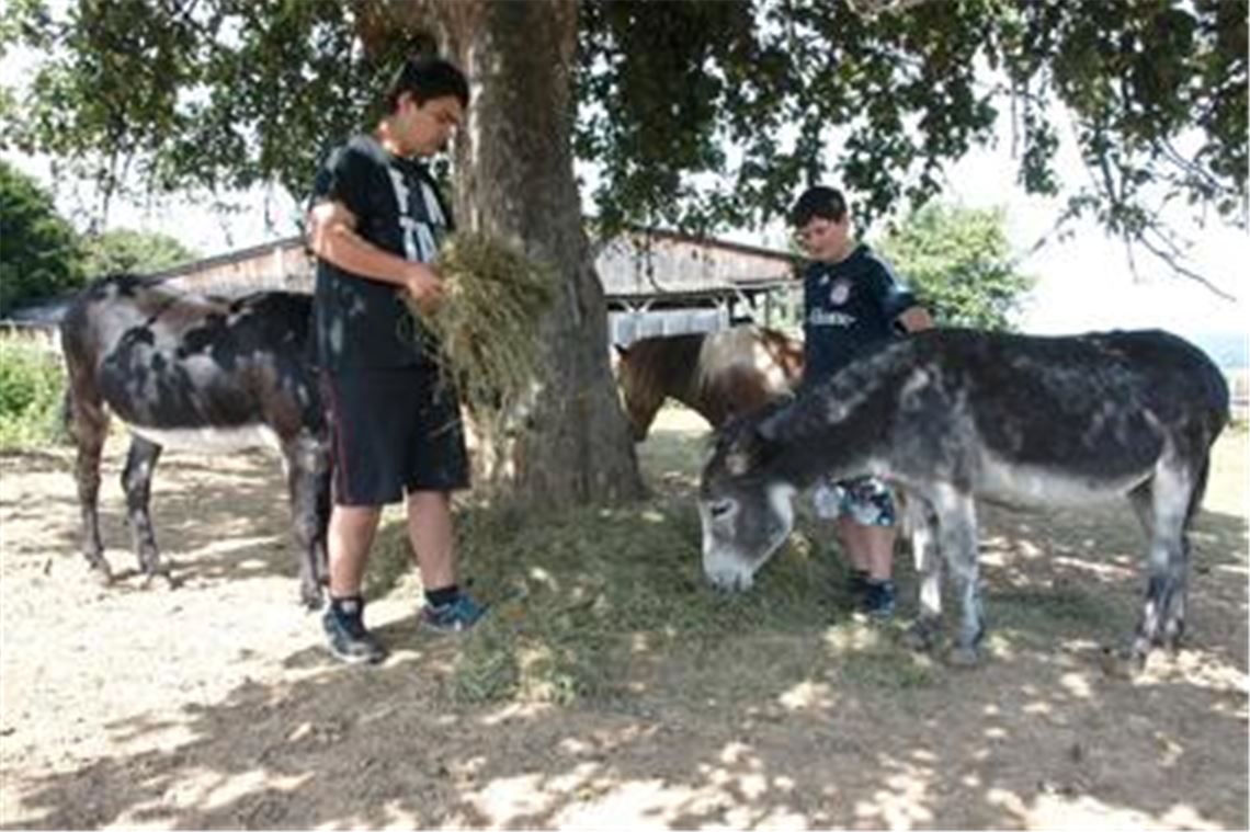 In den Ferien packen zusätzliche Helfer auf dem Illinger Tier- und Gnadenhof mit an. An Heu mangelt es nach einem zwischenzeitlichen Engpass nun nicht mehr. Foto: Appich