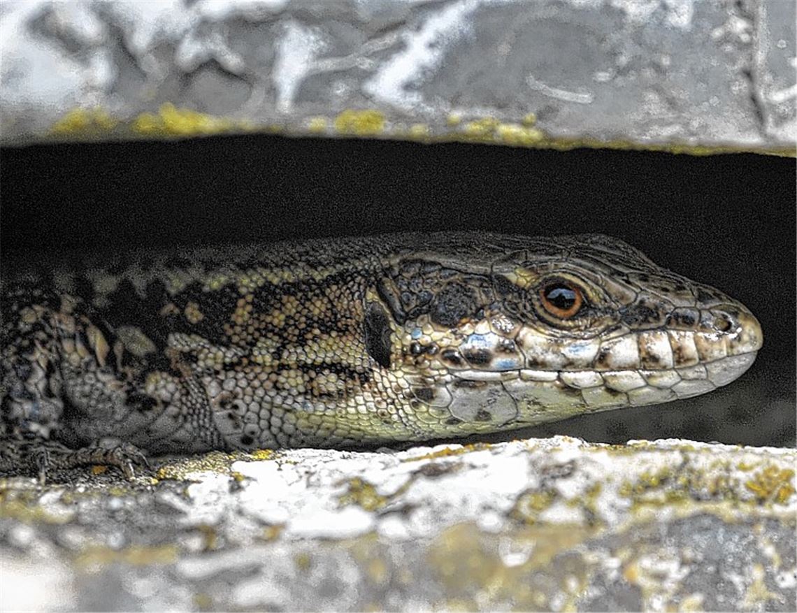 In den Weinbergen bei Mühlhausen ist die Mauereidechse häufig zu sehen.