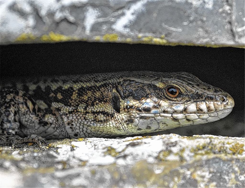 In den Weinbergen bei Mühlhausen ist die Mauereidechse häufig zu sehen.