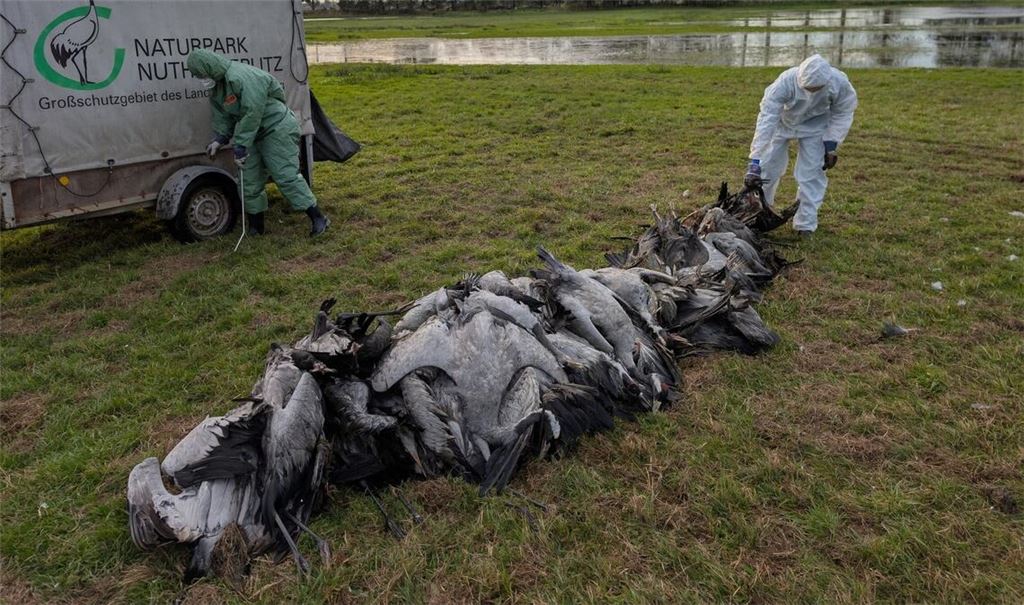 In den deutschen Rastgebieten der Kraniche sterben derzeit viele Tiere an der Vogelgrippe.