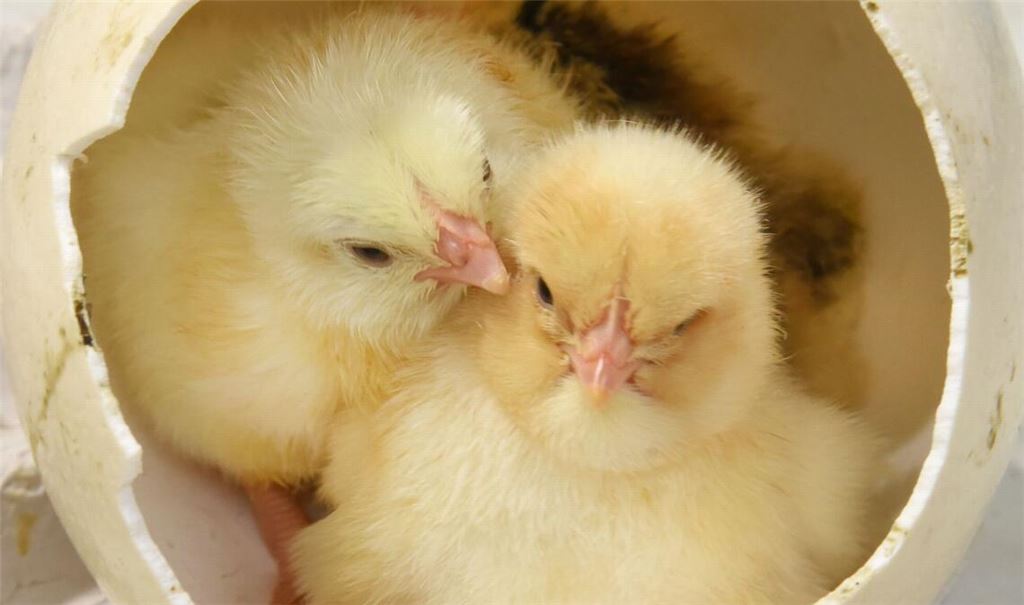 In der Mini-Brüterei eines Geflügelzüchters im sächsischen Pehritzsch sitzen für ein Foto zwei frisch geschlüpfte Hühnerküken in einer Schale von einem Straußenei.