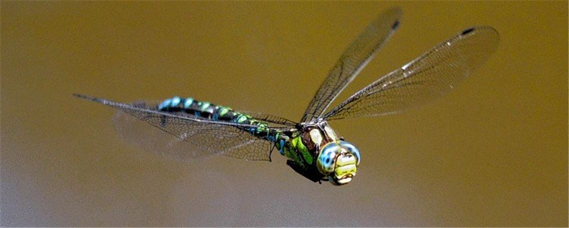 Keine Panik vor der Mosaikjungfer