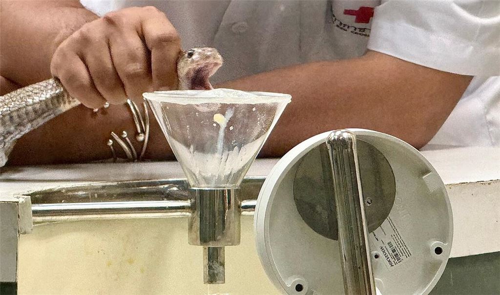 In der Schlangenfarm in Bangkok können Besucher beobachten, wie Schlangen gemolken werden.