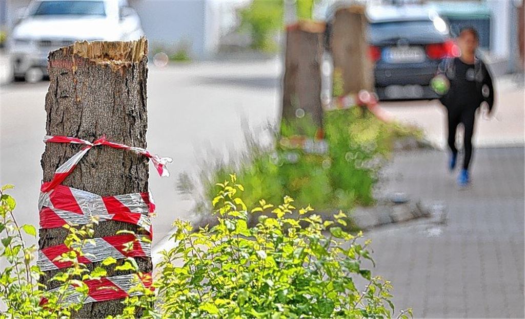 Bäumchen wechsle dich