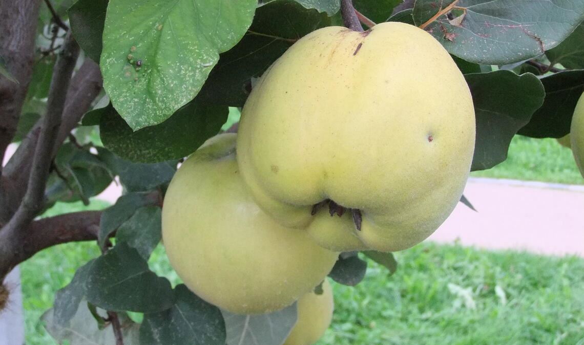 In der Streuobstwiesenbörse werden laut Landratsamt oft auch seltene Obstarten wie die Quitte nachgefragt. Foto: Enzkreis/Reisch