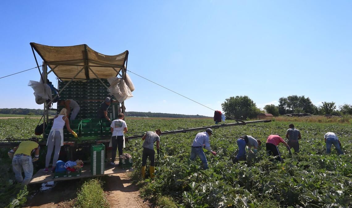 In der prallen Sonne besonders exponiert: Arbeiter auf dem Feld (Archivbild)