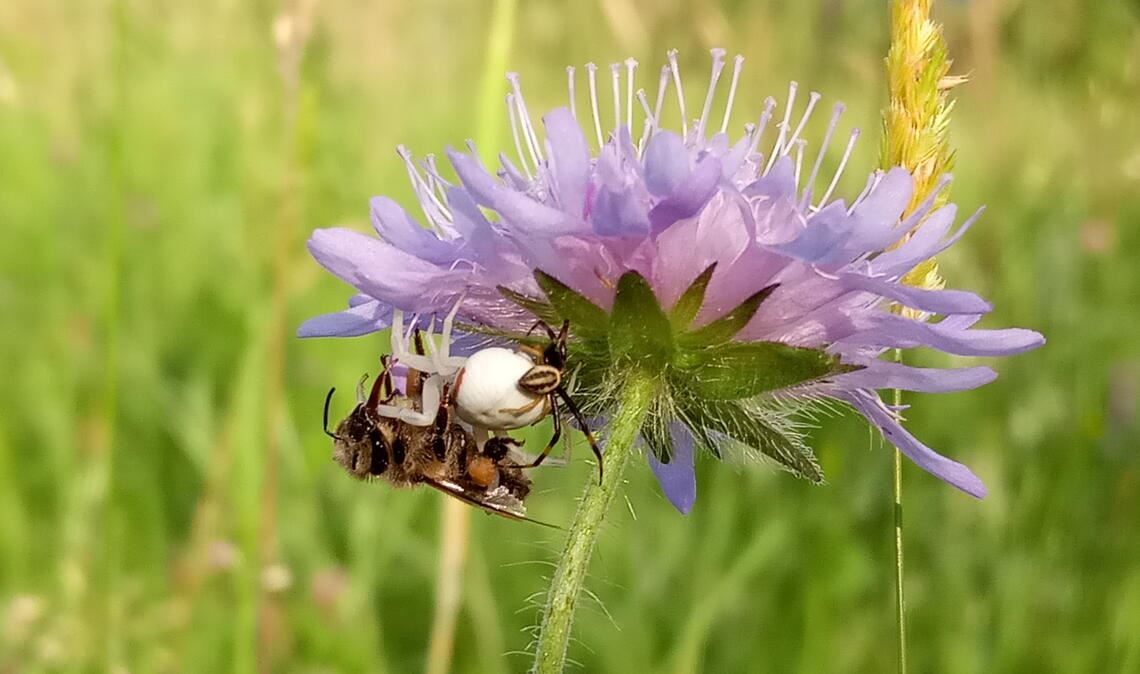 In diesem Fall hat es eine Biene beim Blütenbesuch erwischt. Foto: Bosch