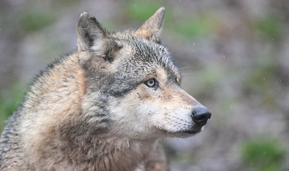 In diesem Jahr wurden 81 Sichtungen des Hornisgrinde-Wolfs gemeldet. (Symbolbild)