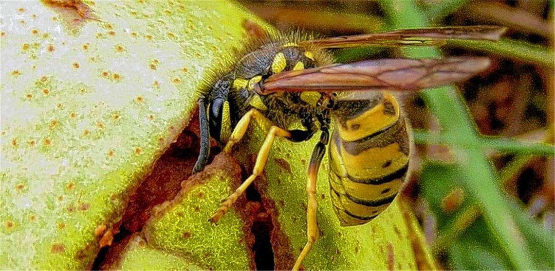 Wespen meiden das alte Nest Wespen meiden das alte Nest