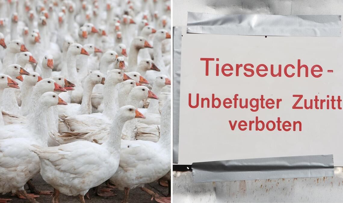 In einem Geflügelbetrieb im Alb-Donau-Kreis müssen rund 15.000 Tiere getötet werden (Symbolbilder).